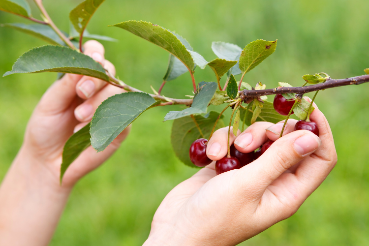 Cherry picking in Hood River