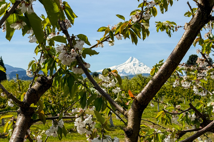 Kiyokawa Family Orchards Hood River