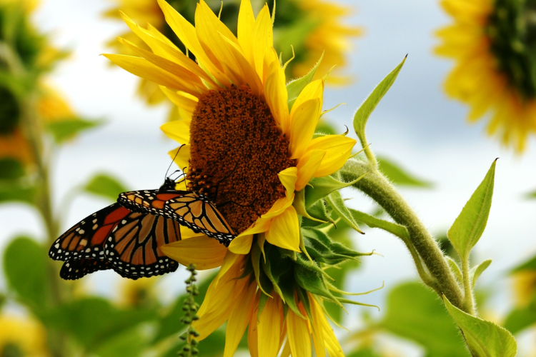 Butterfly in Sunflower Field