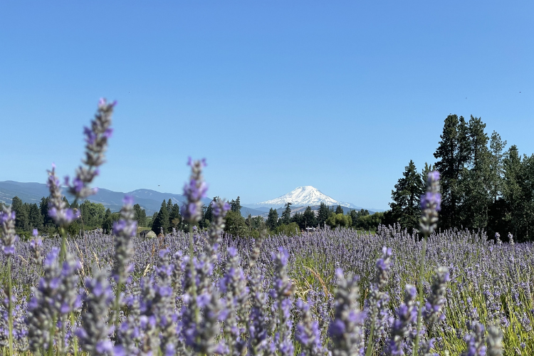 lavender field in hood river