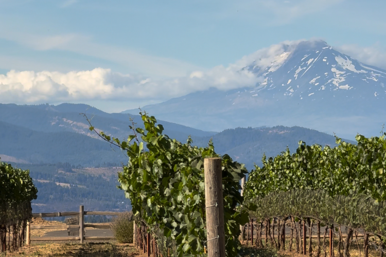 Vineyard along The Fruit Loop in Hood River